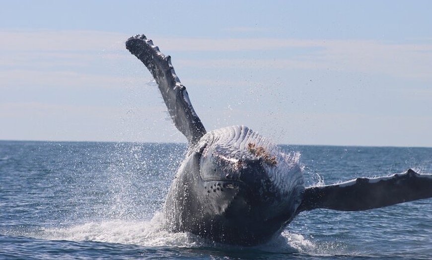 Image 3: Whale Watching Terrigal