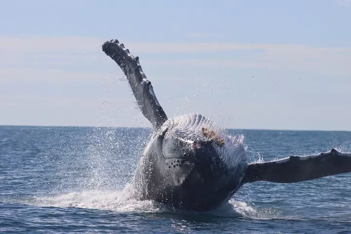Whale Watching Terrigal