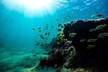 Dolphin Watching and Snorkeling Adventure in Key West - Second Medium
