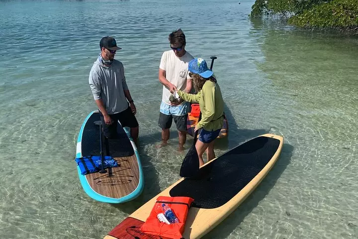 Dolphin and Manatee Adventure Tour of Fort Myers