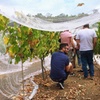 Image 12: Cider, Wine & Whiskey Tour: Small Group Full-Day Tour from Perth