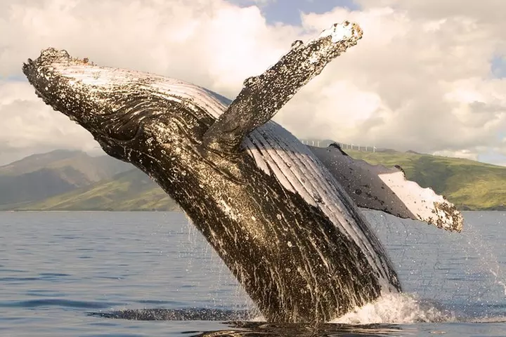 Whalewatch Sail Deluxe Tour from Ma'aleae - Primary Image