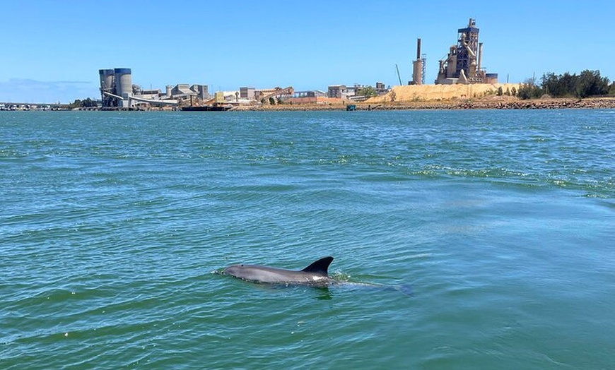 Image 9: 90 Minute Port River Dolphin & Ships Graveyard Cruise