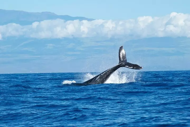Whale Watching Cruise in Honolulu