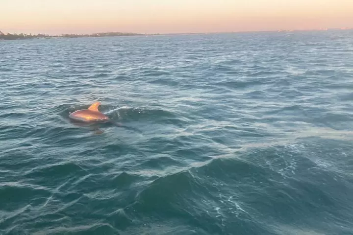 Private 2-Hour Dolphin and Sightseeing Tour