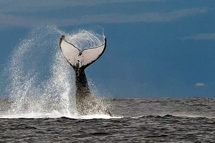 From Ma'alaea Harbor: Afternoon Whale Watch Cruise Aboard Calypso - Primary Image