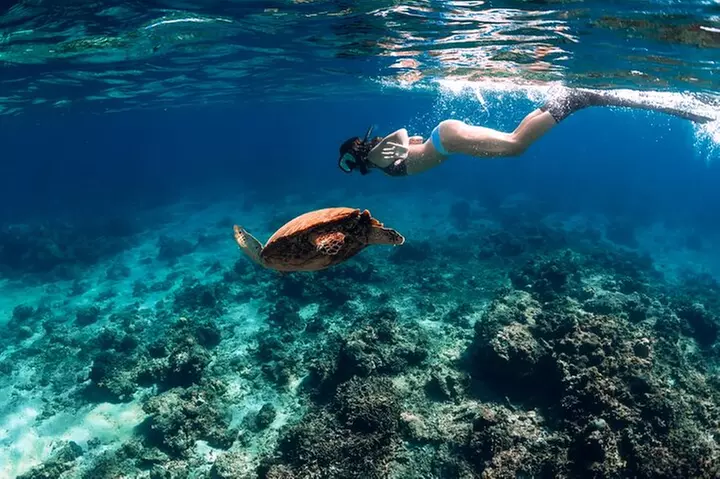 5 in 1 Deluxe Cruise: Turtle Snorkeling, Activities and Pick-Up