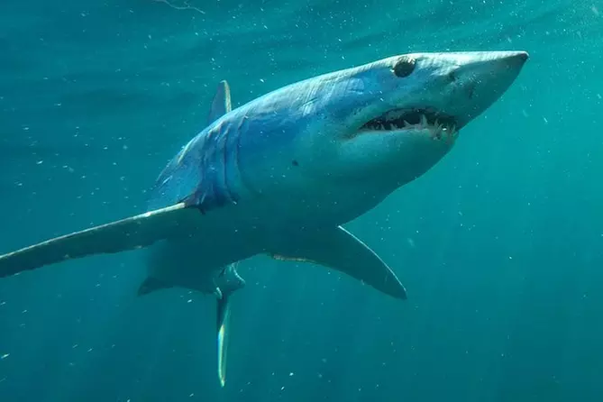 Shark Cage Dive Charter - Primary Image