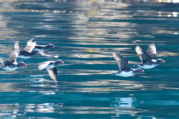 Full-Day Kenai Fjords National Park Northwestern Cruise