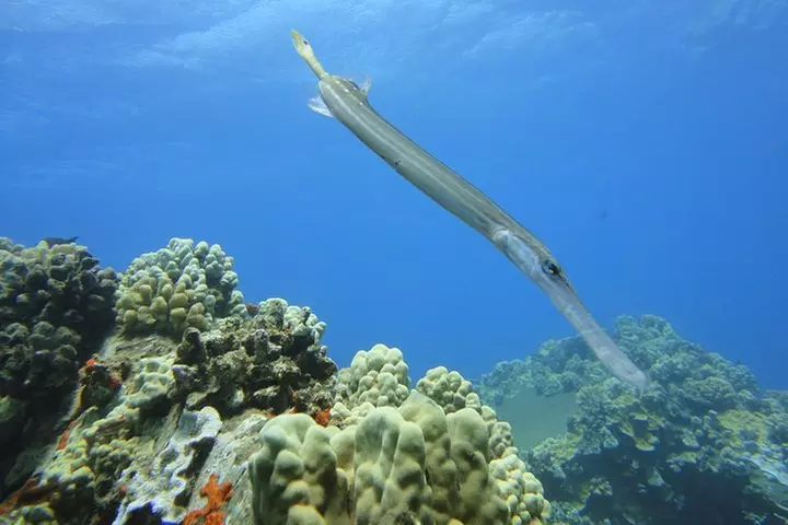 West Maui Snorkeling Experience by Boat from Ka'anapali
