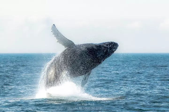 Whale Watching Trips to Stellwagen Bank Marine Sanctuary. Guaranteed sightings! - Second Medium