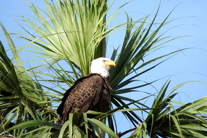 Everglades Day Safari from Ft Lauderdale
