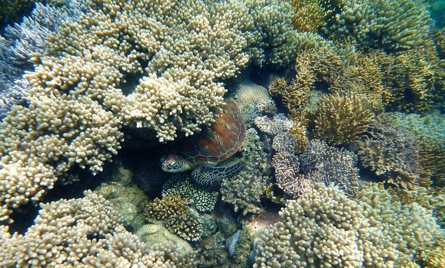 Image 4: 2 1/4 hr Low Isles Reef Sprinter Snorkelling Tour