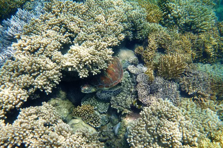 2 1/4 hr Low Isles Reef Sprinter Snorkeling Tour-No Island Access