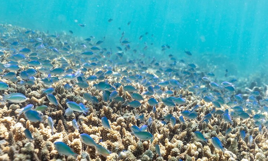 Image 8: Outer Reef Snorkel Adventure in Airlie Beach