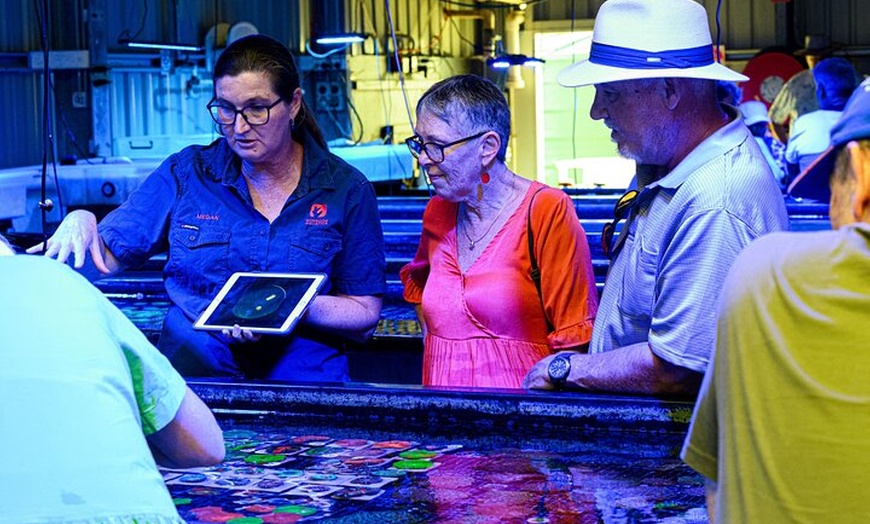 Image 5: One Hour Coral Farm Tour, Discover Australia's Marine Life