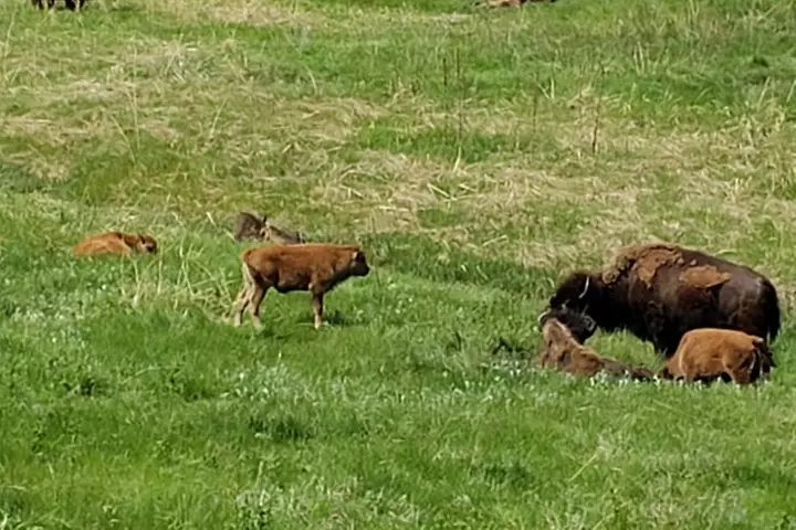 Private Tour of Mount Rushmore, Crazy Horse and Custer State Park