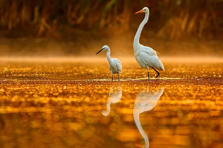 Serenity Cruise to Australia's Everglades