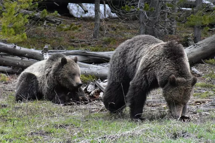 Yellowstone Western Tours - Primary Image