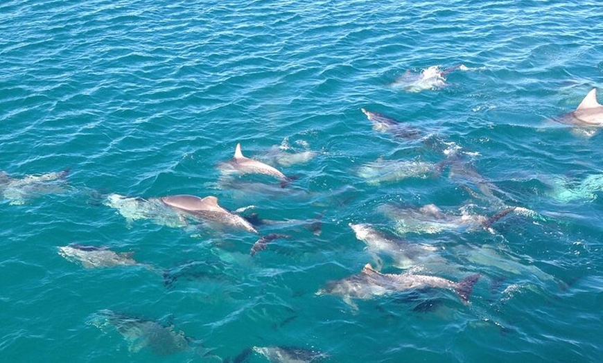 Image 6: Jervis Bay Dolphin Watch Cruise