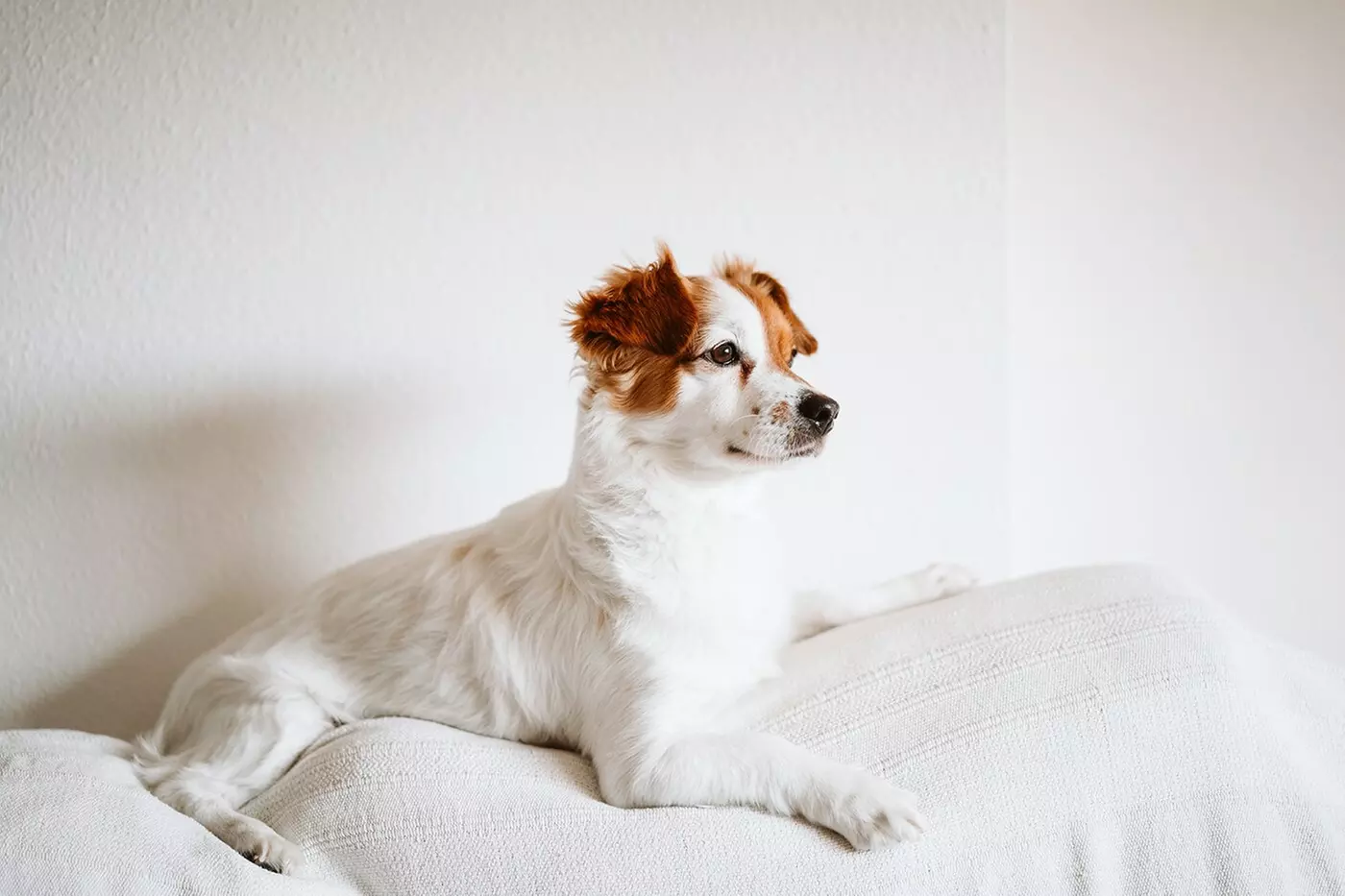 $30 For 2 Nights Of Boarding For Any Size Dog (Reg. $60)