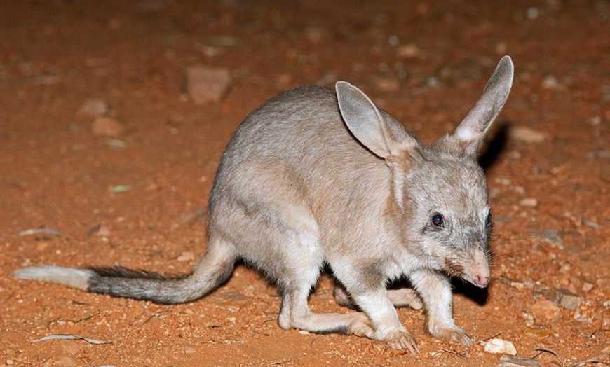 Image 7: Alice Springs Desert Park Nocturnal Tour