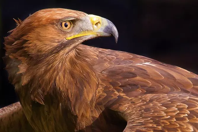Bird of Prey Experience - Primary Image