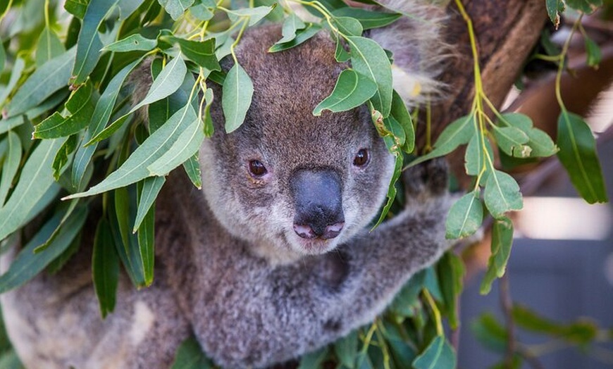 Image 16: Sydney to Byron Bay - Pacific Coast Road Trip