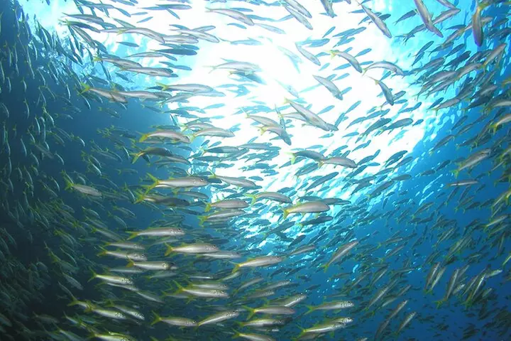 Private Intro/Refresher Dive Kaanapali - Second Medium