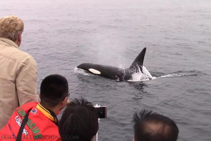 Whale Watching Tour