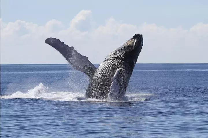 Whale Watch Cruise Aboard The Majestic by Atlantis Cruises - Primary Image