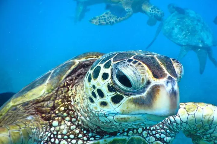 2.5 Hour Xpress Snorkel from Ka'anapali Beach - Primary Image