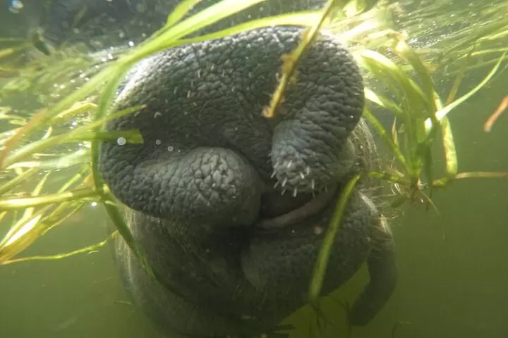 3 Hour Small Group All Inclusive Manatee Swim with free Photo pkg