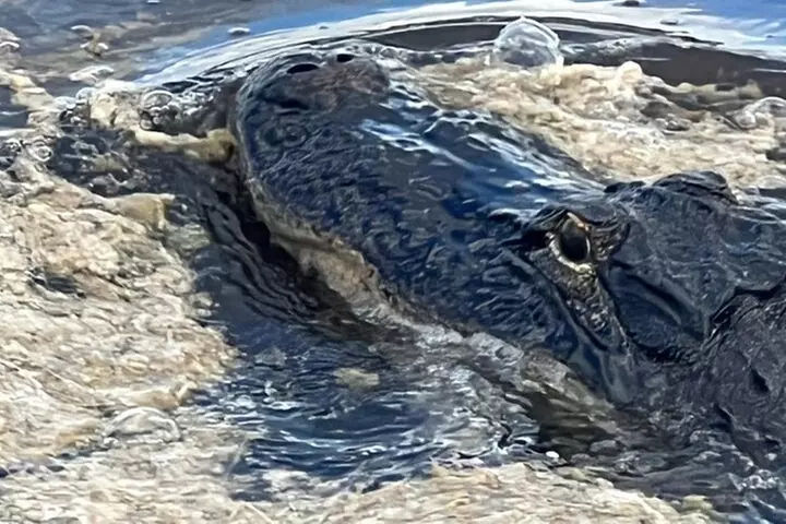 Airboat Tours Fort Lauderdale with Captain Wayne - Second Medium