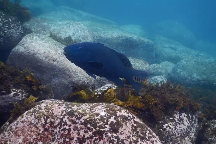 sydney underwater scooter tours
