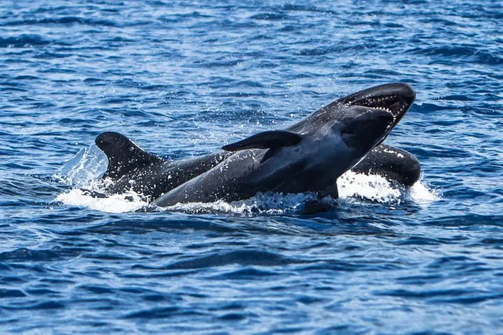 Kaimana Ocean Safari