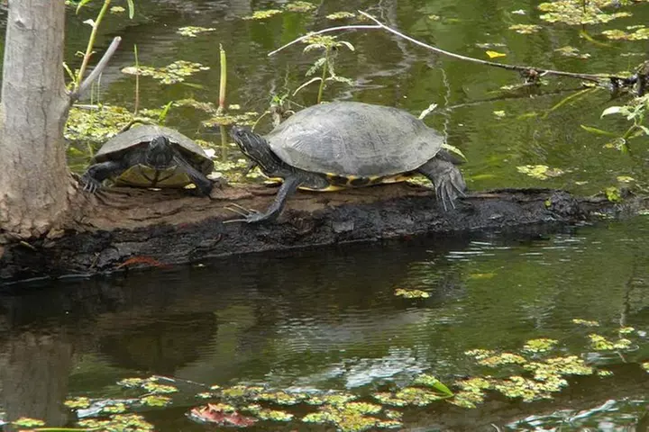 Jean Lafitte 90-Minute Swamp and Bayou Boat Tour