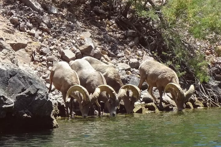 Half-Day Black Canyon Kayak Tour from Las Vegas