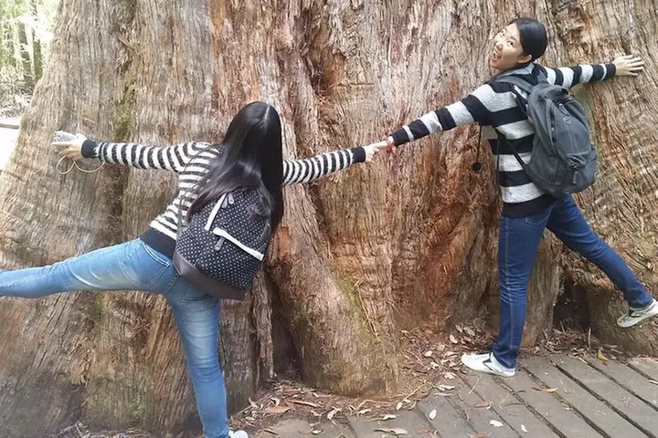 Hobart: Mt. Field, Mt Wellington & Wildlife - Active Day Tour