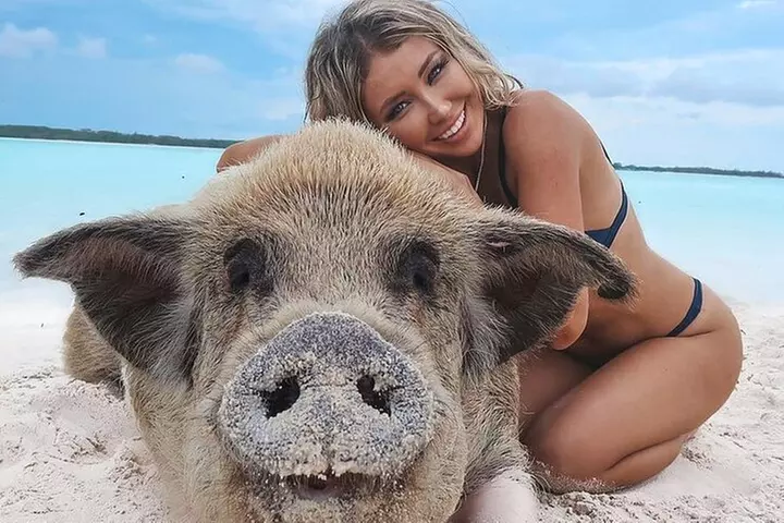 Private Swimming Pig Beach Day / 50ft or 33ft Boat / 1-10 Guests - Primary Image