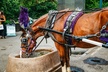Official Private New York City Central Park Horse Carriage Ride Since 1965™ - Second Medium