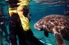 Swim with Manatees: Eco-Educational Tour in Crystal River