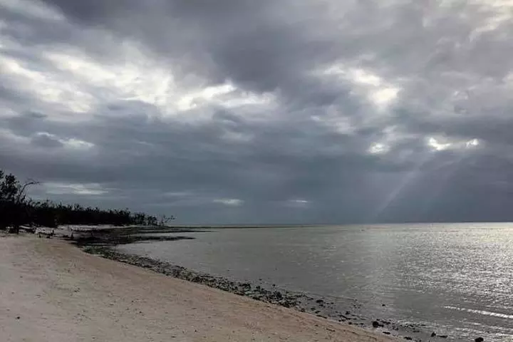 Marco Island 2 hour Dolphin, Birding and Shelling tour