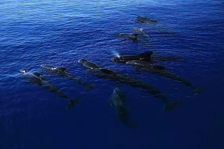 Dolphin, Sea Cave & Captain Cook Snorkel Combo in Kealakekua Bay
