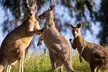 Sydney: PRIVATE Blue Mountains, Wildlife & Cruise Luxe Tour (10h) - Second Medium