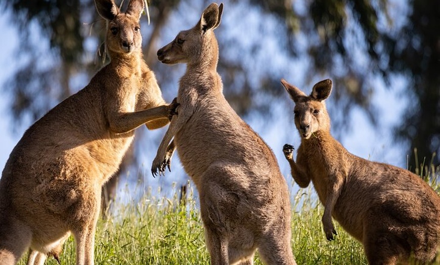 Image 2: Sydney: PRIVATE Blue Mountains, Wildlife & Cruise Luxe Tour (10h)