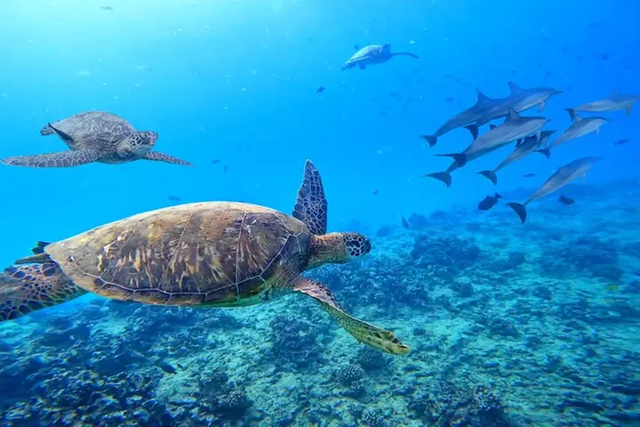Waikiki Catamaran Escape: Snorkel with Turtles & Water Sports Fun