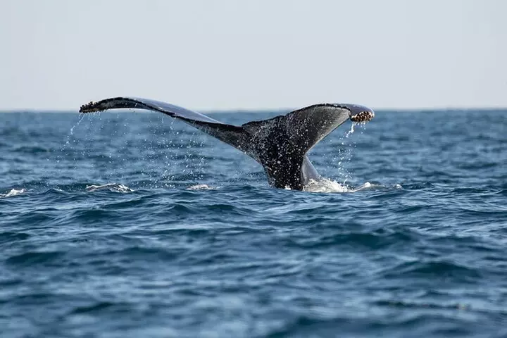 Private Dolphin and Whale Watching Tour in Newport Beach