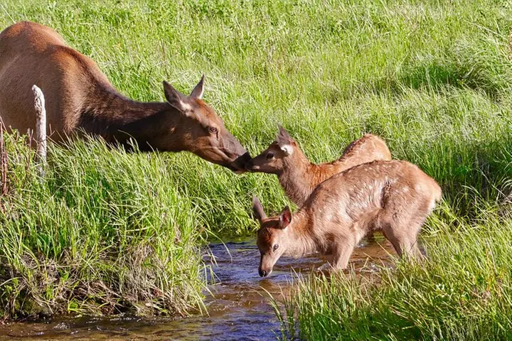 Half-Day Rocky Mountain National Park "Lake and Meadows Tour"