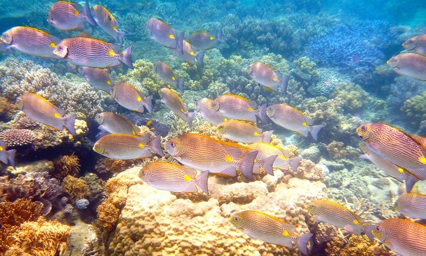 Image 6: 2 1/4 hr Low Isles Reef Sprinter Snorkelling Tour